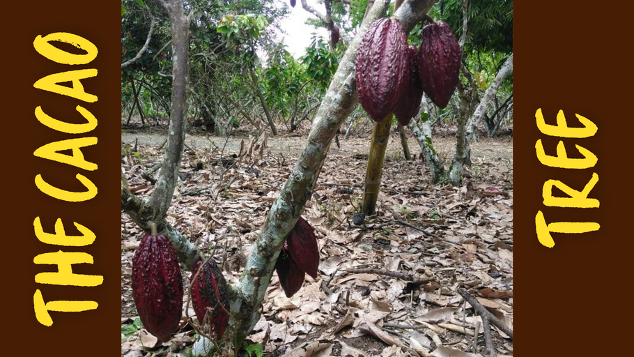 The Cacao Tree